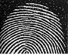 fingerprint With Noise